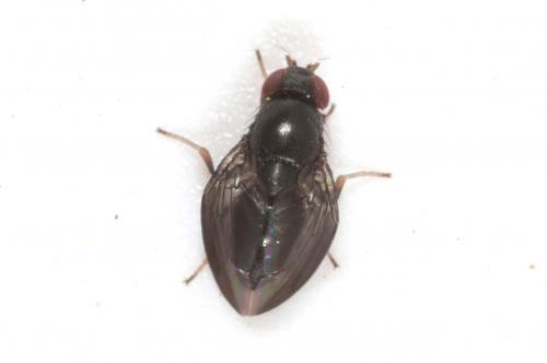 Réf. 181 229 : Stegana sp.